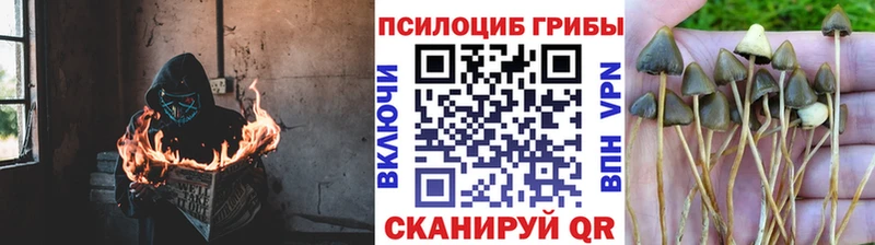 купить наркотик  Отрадный  Псилоцибиновые грибы мухоморы 